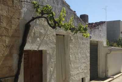 Sammichele, la tradizione di piantare una vite sull'uscio di casa: � la storia dei "vignali"
